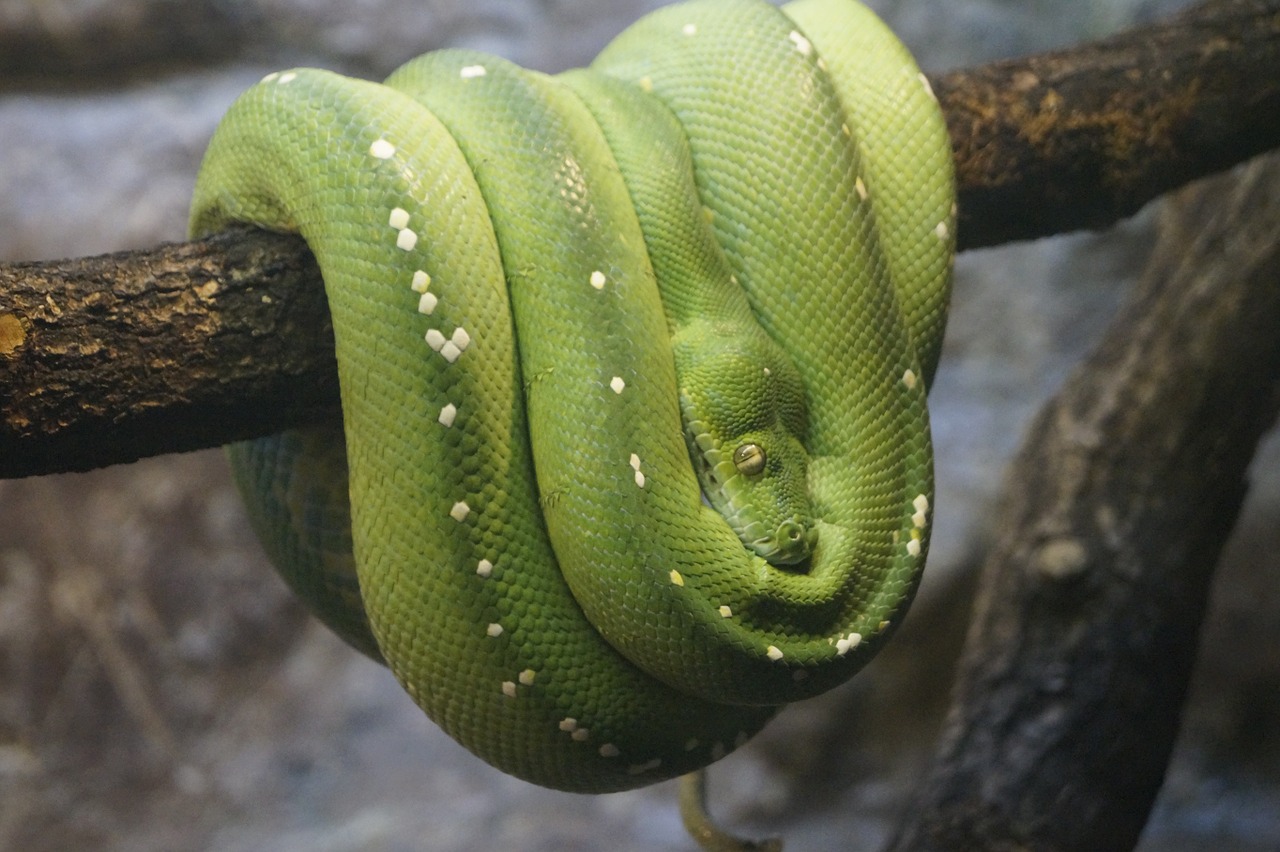 Žalia Medis Python, Zoologijos Sodas, Uždaryti, Nemokamos Nuotraukos,  Nemokama Licenzija