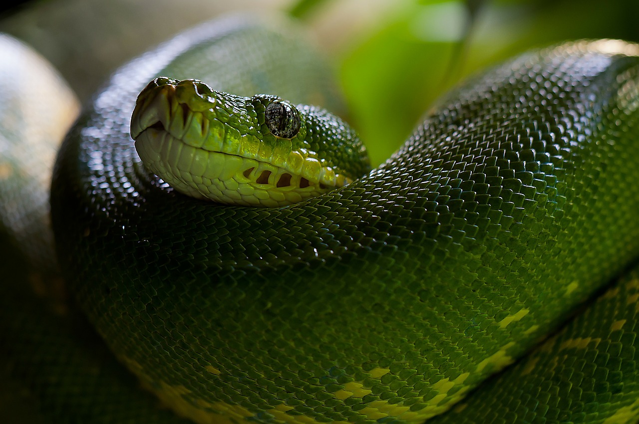 Žalia Medis Python, Gyvatė, Python, Morelia Viridis, Gyvūnas, Žalias, Toksiškas, Zoologijos Sodas, Nemokamos Nuotraukos,  Nemokama Licenzija