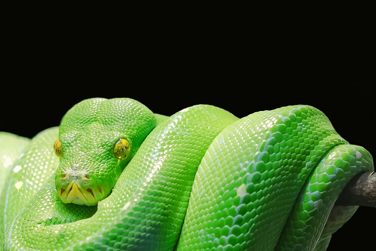Žalia Medis Python, Python, Medis Python, Žalias, Medis, Gyvatė, Toksiškas, Nuodingoji Gyvatė, Snakehead, Rojus