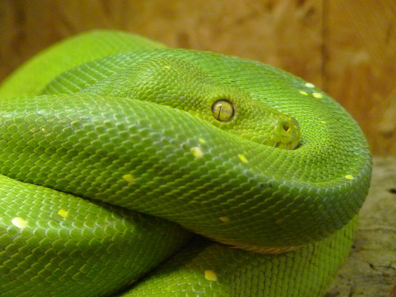 Žalia Medis Python, Morelia Viridis, Gyvatė, Python, Pythoninae, Gyvūnas, Žalias, Toksiškas, Creepy, Skalė
