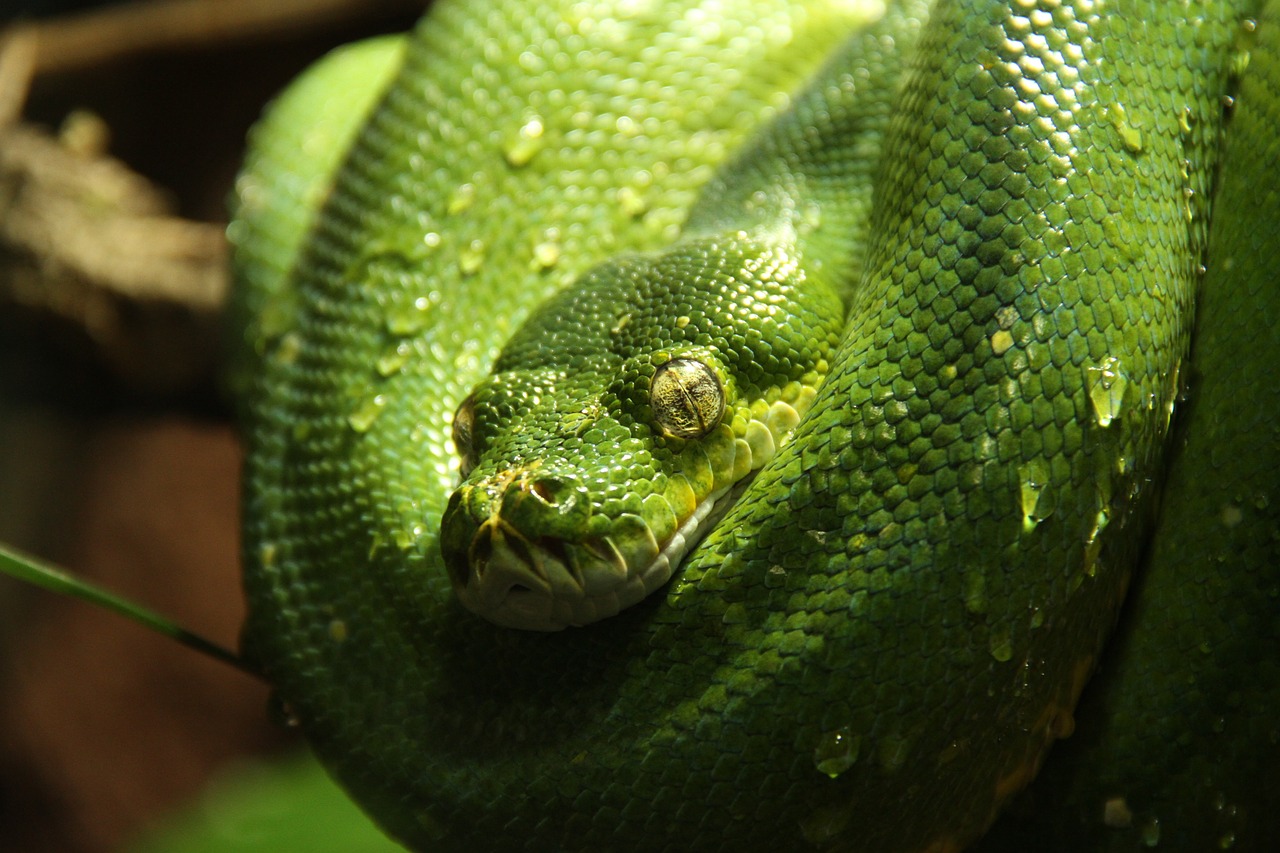 Žalia Medis Python, Python, Gyvatė, Žalias, Gyvūnas, Morelia Viridis, Vanduo, Lašelinė, Nemokamos Nuotraukos,  Nemokama Licenzija
