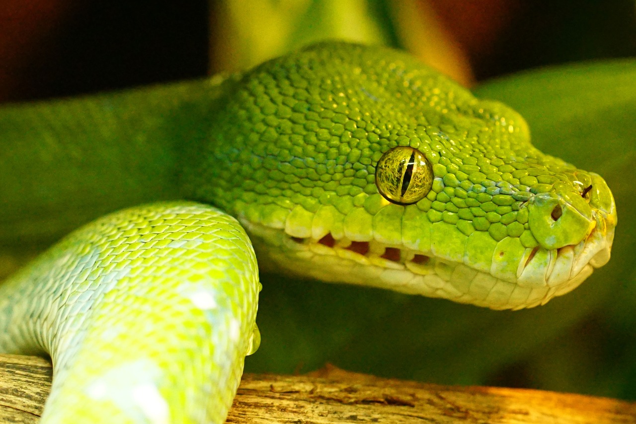 Žalia Medis Python, Gyvatė, Ne Toksiškas, Snakehead, Nemokamos Nuotraukos,  Nemokama Licenzija