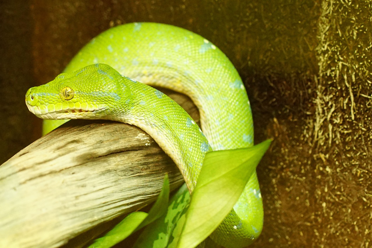Žalia Medis Python, Gyvatė, Ne Toksiškas, Nemokamos Nuotraukos,  Nemokama Licenzija