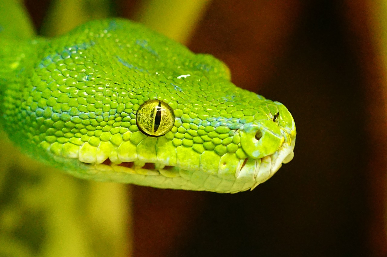 Žalia Medis Python, Gyvatė, Ne Toksiškas, Snakehead, Nemokamos Nuotraukos,  Nemokama Licenzija