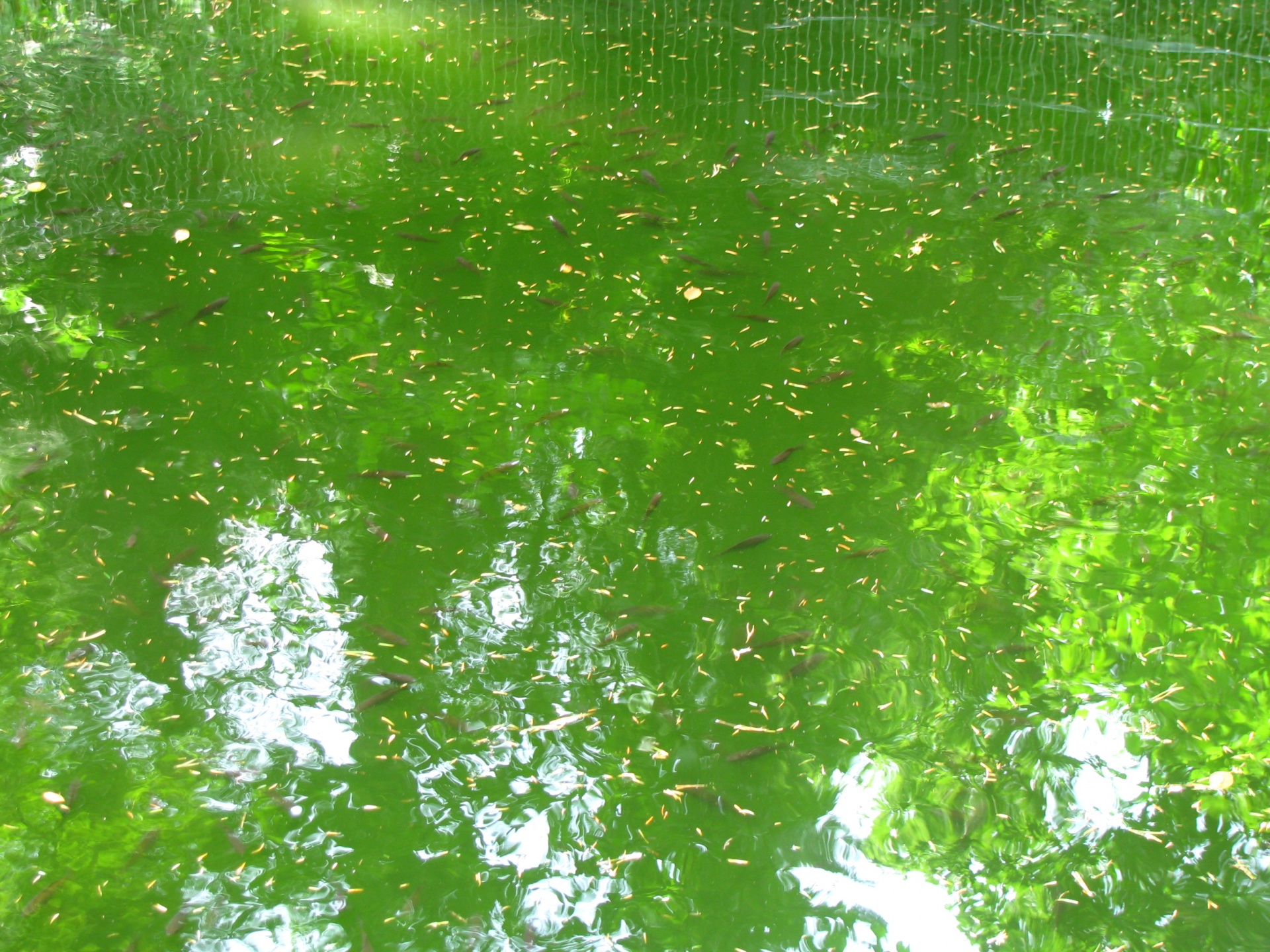 Зеленые воды что делать. Зеленая вода. Зеленый зеленая вода. Зеленая вода текстура. Под водой зеленой.