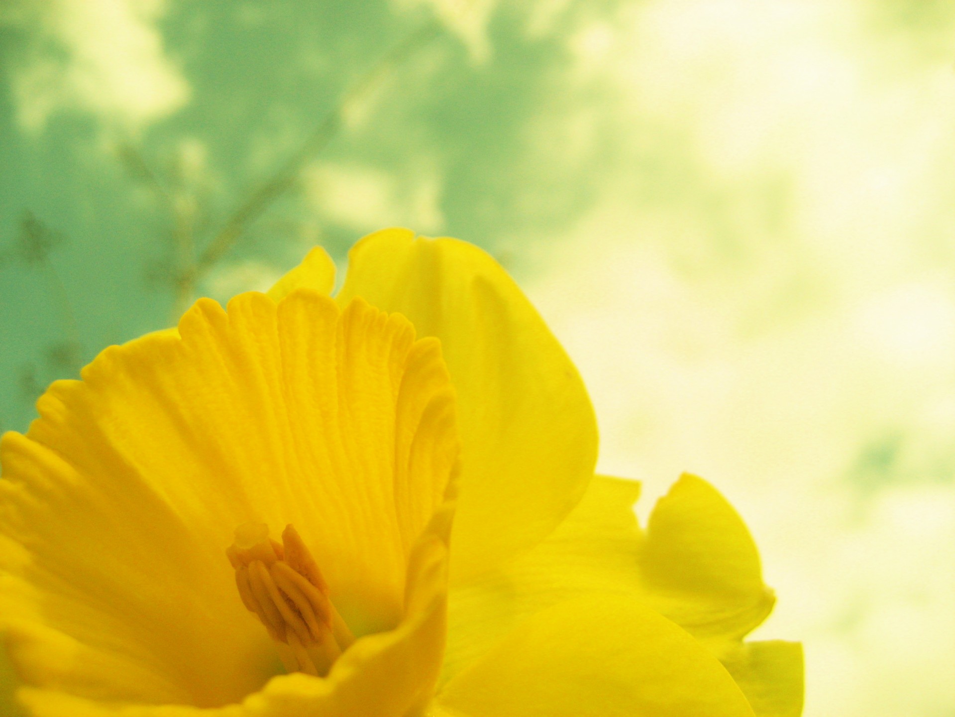 Daffodil,  Gėlė,  Geltona,  Pavasaris,  Augti,  Augalas,  Žiedlapiai,  Žalias,  Pistil,  Tvirtas