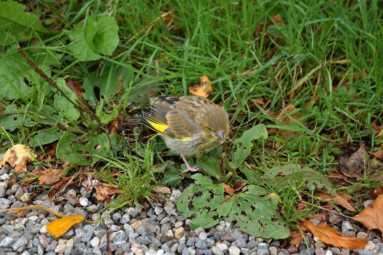 Žalias Pinchas, Paukštis, Fink, Carduelis Chloris, Giesmininkas, Gyvūnas, Valgyti, Nemokamos Nuotraukos,  Nemokama Licenzija