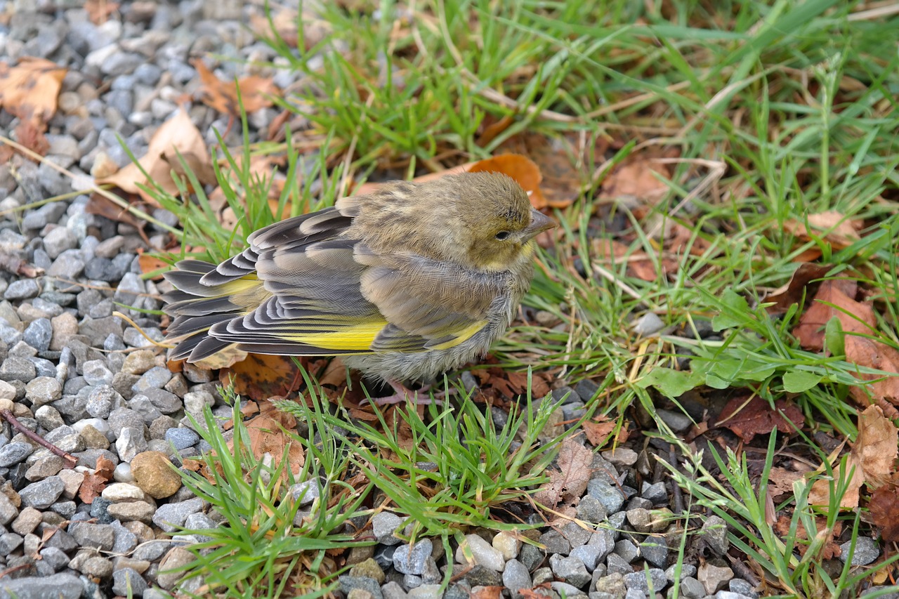 Žalias Pinchas, Paukštis, Fink, Carduelis Chloris, Giesmininkas, Gyvūnas, Jaunas Gyvūnas, Jaunas Paukštis, Mielas, Nemokamos Nuotraukos