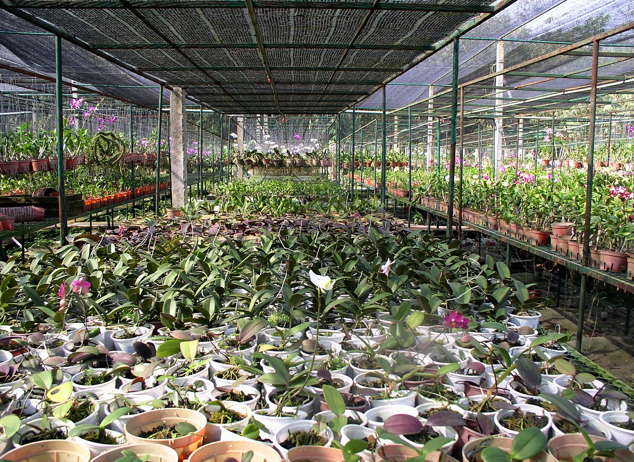 Šiltnamyje, Orchidėjos, Sėjai, Augalai, Aplinka, Ūkis, Nemokamos Nuotraukos,  Nemokama Licenzija