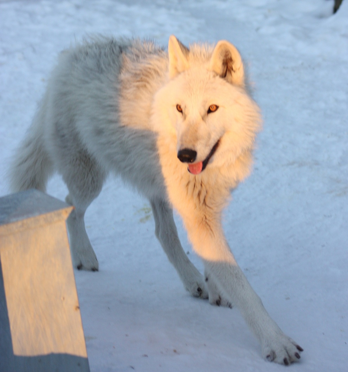 Greenland Husky, Šunys, Sniegas, Žiema, Šuo, Nemokamos Nuotraukos,  Nemokama Licenzija