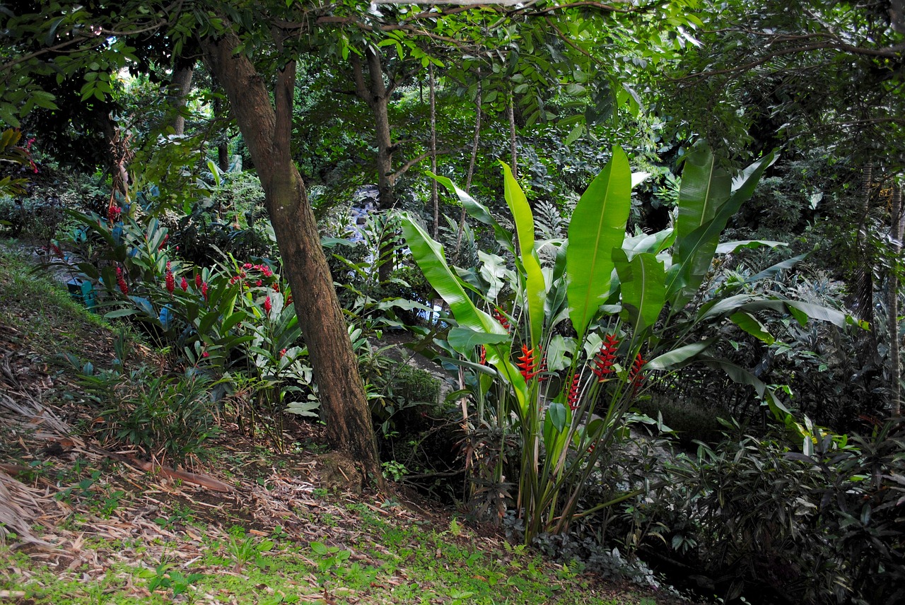 Grenada, Karibai, Sala, Vakarų Indiejai, Atogrąžų, Gamta, Flora, Gėlės, Džiunglės, Heliconia