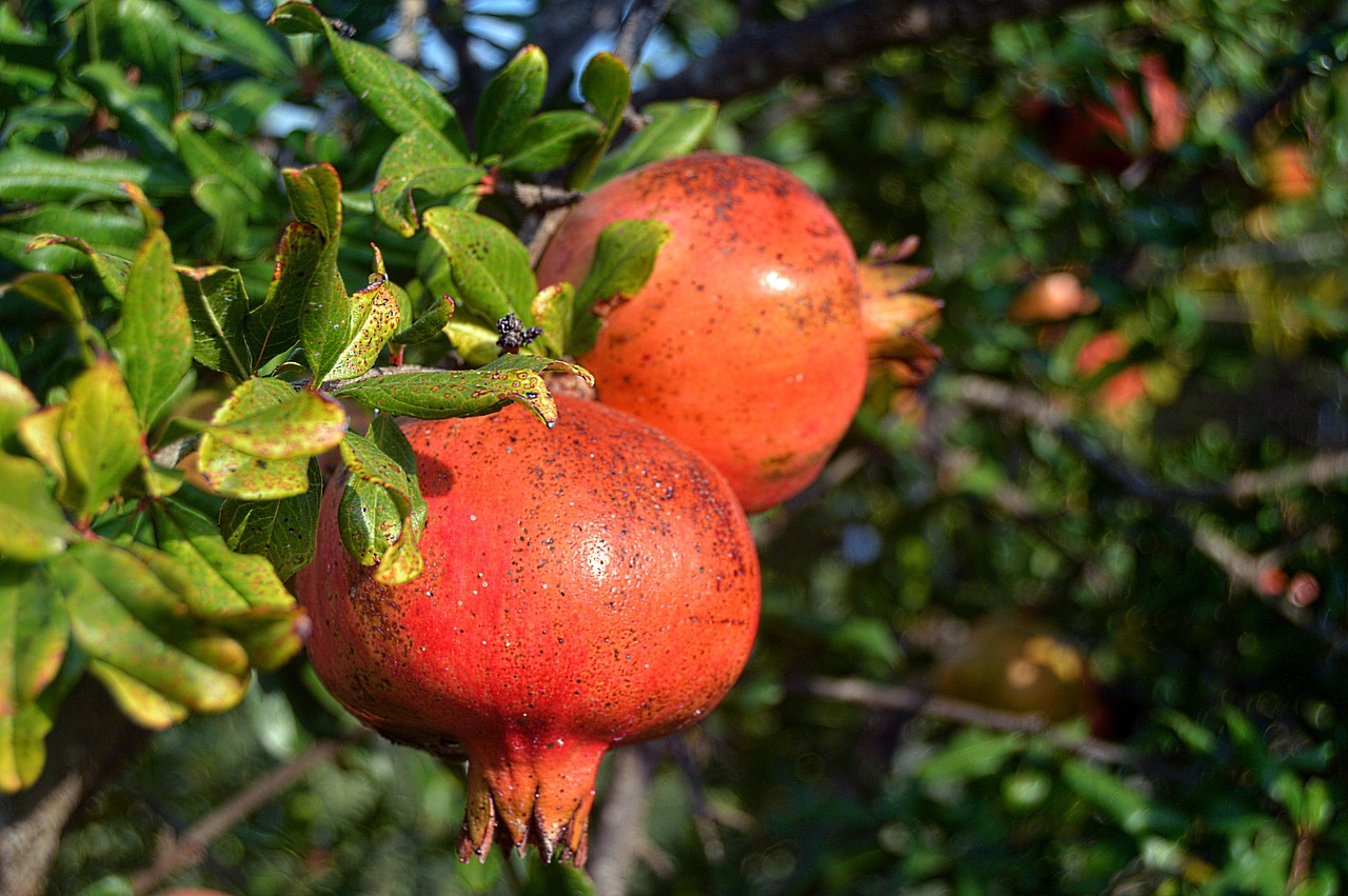 Granatos, Vaisiai, Granado, Vaisiai, Vaisių Rūgštis, Rudens Vaisius, Nemokamos Nuotraukos,  Nemokama Licenzija