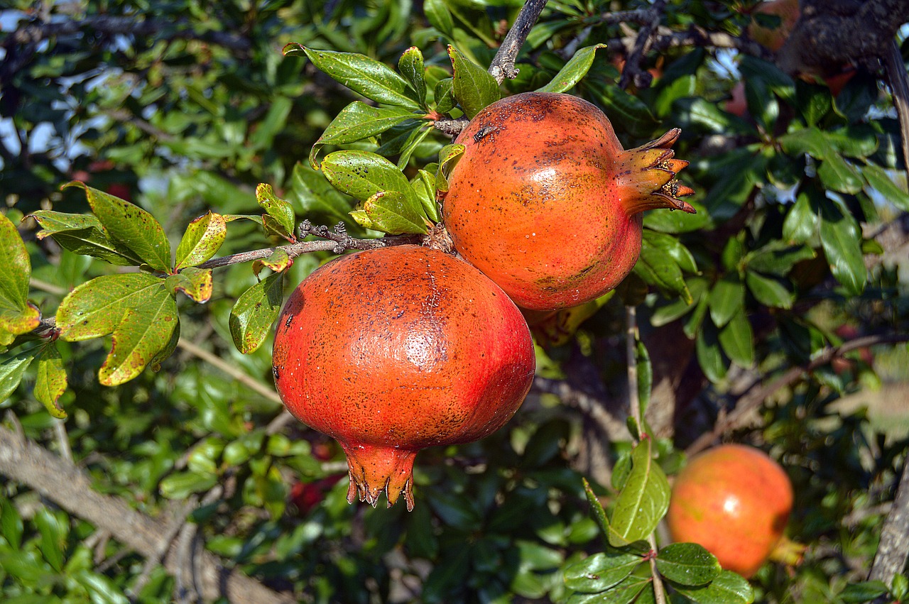 Granatos, Vaisiai, Rūgštiniai Vaisiai, Granado, Rudens Vaisius, Rūgštis, Raudona, Nemokamos Nuotraukos,  Nemokama Licenzija