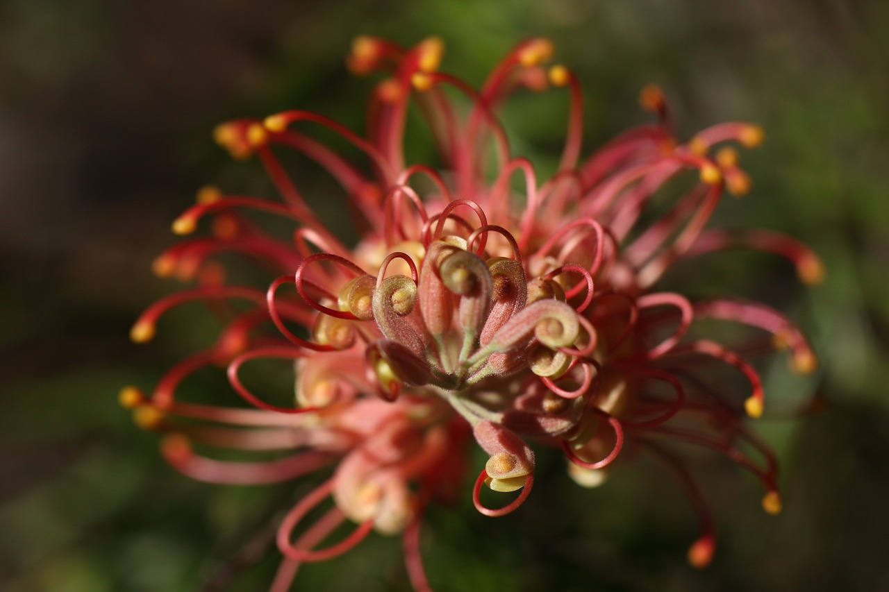 Grevillea, Lauke, Iš Arti, Izoliuotas, Pakrantės, Australian, Venusta, Gimtoji, Žalias, Gėlių