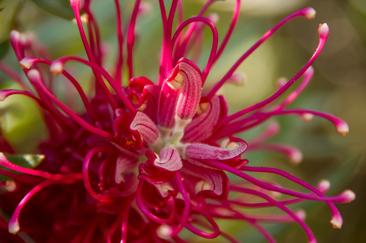 Grevillea, Gėlė, Australian, Gimtoji, Rožinis, Raudona, Balta, Nektaras, Krūmas, Sodas