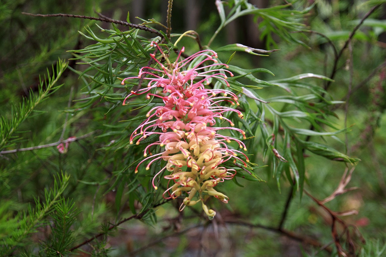 Grevillea, Australia, Lauke, Iš Arti, Izoliuotas, Pakrantės, Venusta, Gimtoji, Žalias, Gėlių