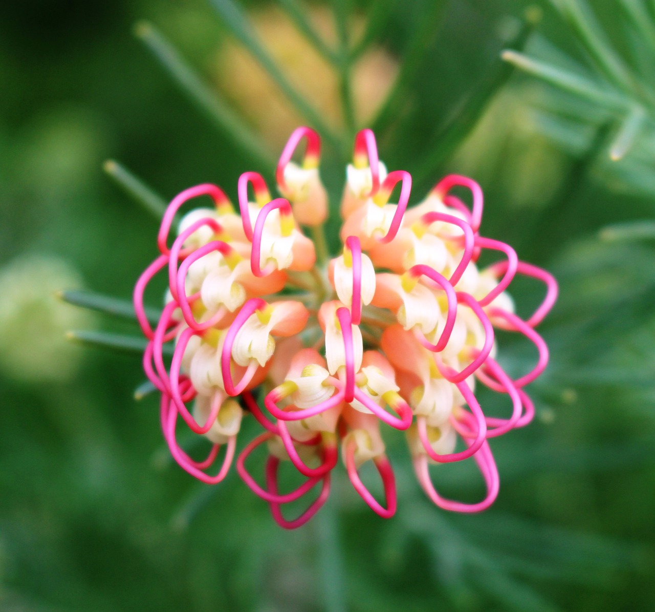 Grevillea,  Neįprasta,  Gėlė,  Makro,  Rožinis,  Geltona,  Plėtoti,  Australijos,  Floros,  Protea