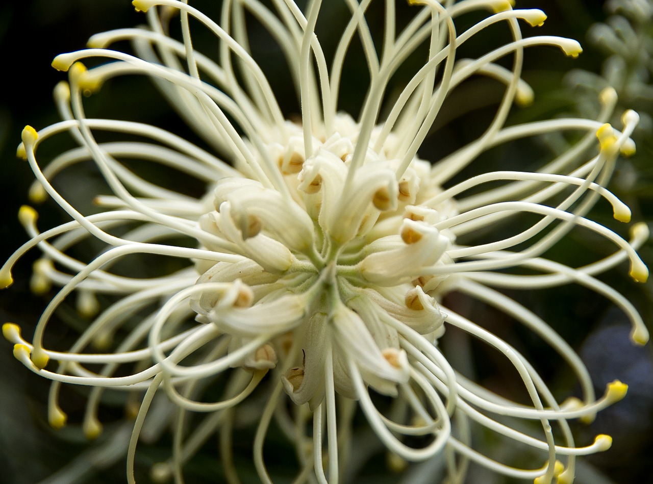 Grevilio Mėnulio Šviesa, Grevillea, Gėlė, Australian, Gimtoji, Grietinėlė, Balta, Nektaras, Krūmas, Sodas