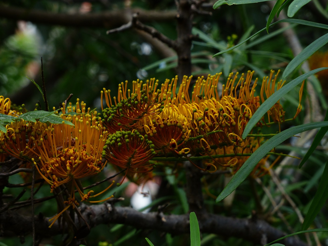 Grevillea Robusta, Gėlės, Geltona, Didelis, Sidabrinis Ąžuolas, Grevillea, Sidabro Medis Šiltnamio, Proteazės, Medis, Krūmas