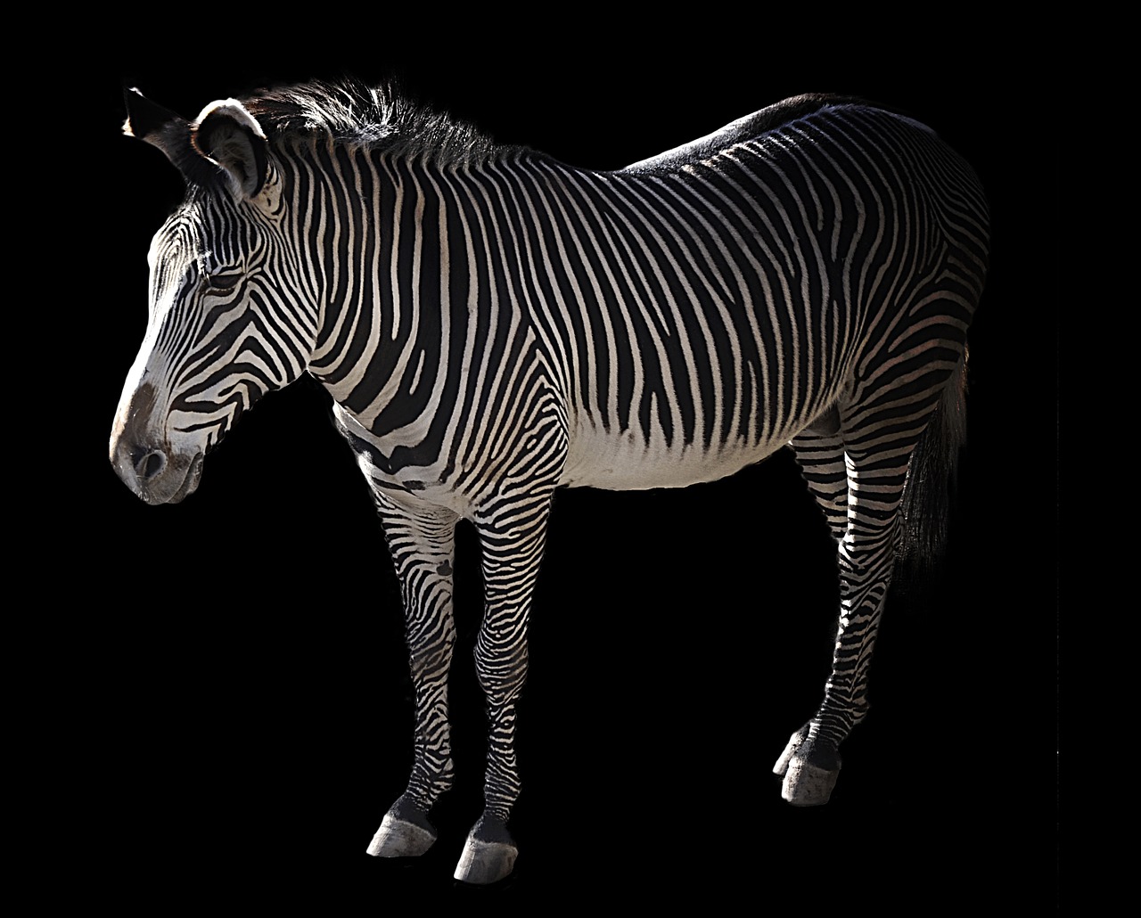 Grevy, Zebra, Afrika, Juodos Ir Baltos Juostelės, Zebra Juostelės, Dryžuotas, Juostelės, Nemokamos Nuotraukos,  Nemokama Licenzija