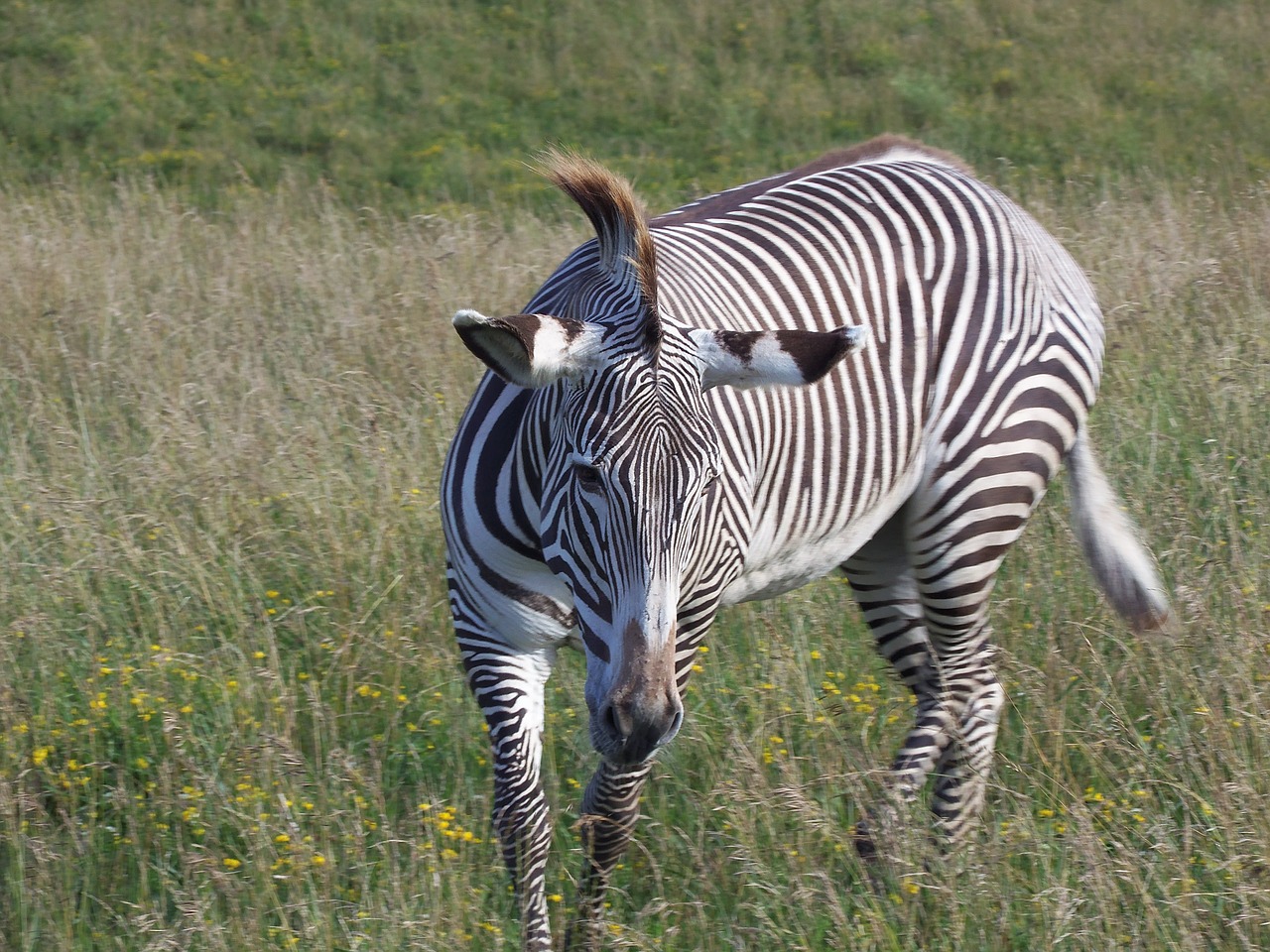 Grevys Zebra, Zebra, Imperijos Zebras, Juostelės, Safari, Afrikos, Dryžuotas, Nykstantis, Laukinė Gamta, Equus Grevyi