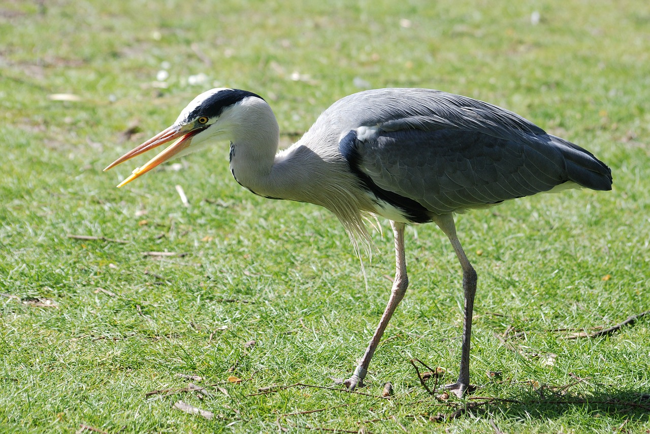 Pilka, Heronas, Ardea Cinerea, Stovintis, Snapas, Laukiniai, Nemokamos Nuotraukos,  Nemokama Licenzija