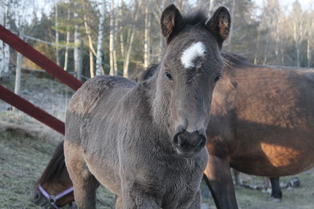 Pilka,  Kumeliukas,  Arklys,  Kūdikis, Nemokamos Nuotraukos,  Nemokama Licenzija