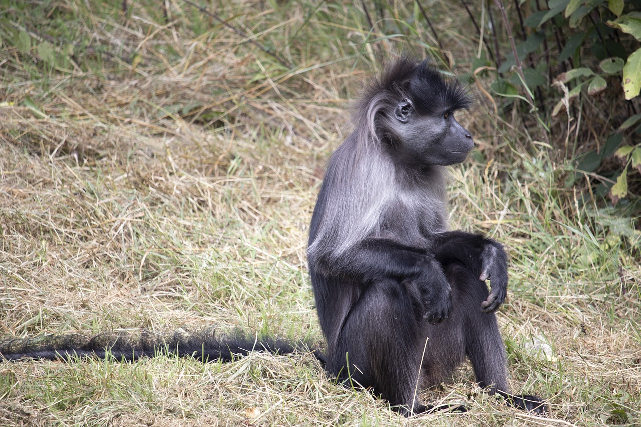 Pilkaskruostis Mangabas,  Gyvūnas,  Fota Laukinės Gamtos Parkas,  Zoo,  Gyvūnijos,  Lauko,  Airija,  Pobūdį,  Korkas,  Žinduolis