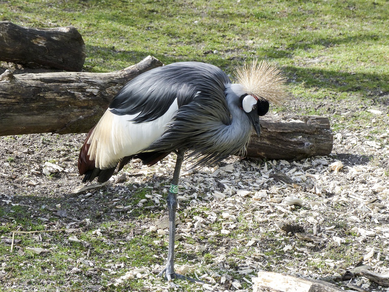 Pilkas Karūnuotas Kranas, Kranai, Paukštis, Afrika, Tanzanija, Pavasario Karūna, Balearica Regulorum, Pietų Afrikos Pilkas Karūnuotas Kranas, Pavasario Suknelė, Pasididžiavimas