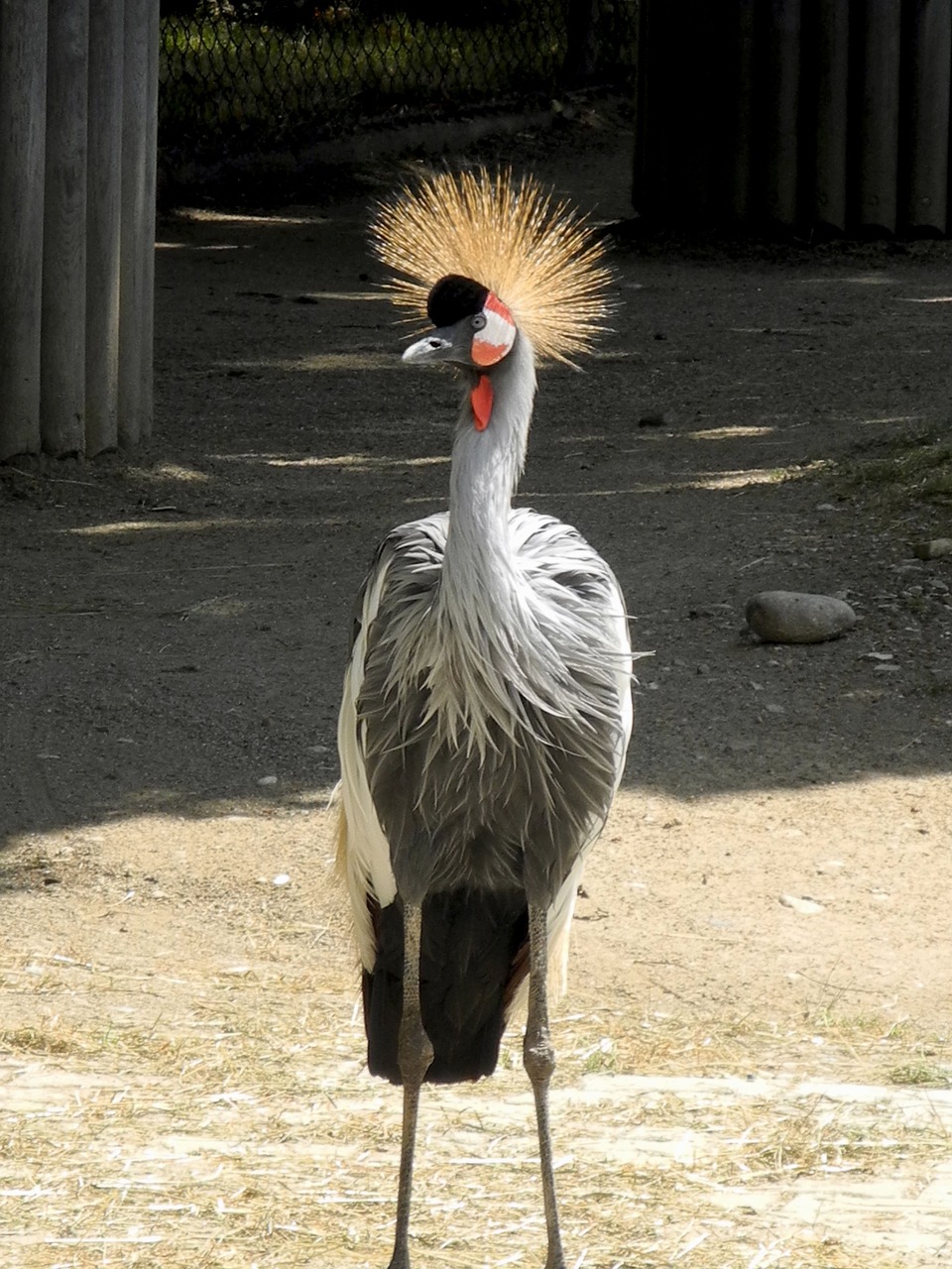 Pilkas Karūnuotas Kranas,  Zoologijos Sodas,  Pilka,  Paukštis,  Gyvūnų Pasaulis,  Gaubtas,  Uždaryti, Nemokamos Nuotraukos,  Nemokama Licenzija