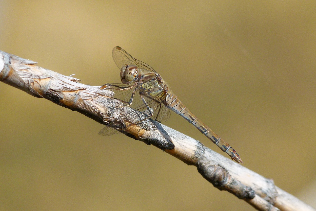 Pilka Lazdele, Lazda, Amerikietiškas Cukranendres, Orthetrum Chrysostigma, Nemokamos Nuotraukos,  Nemokama Licenzija