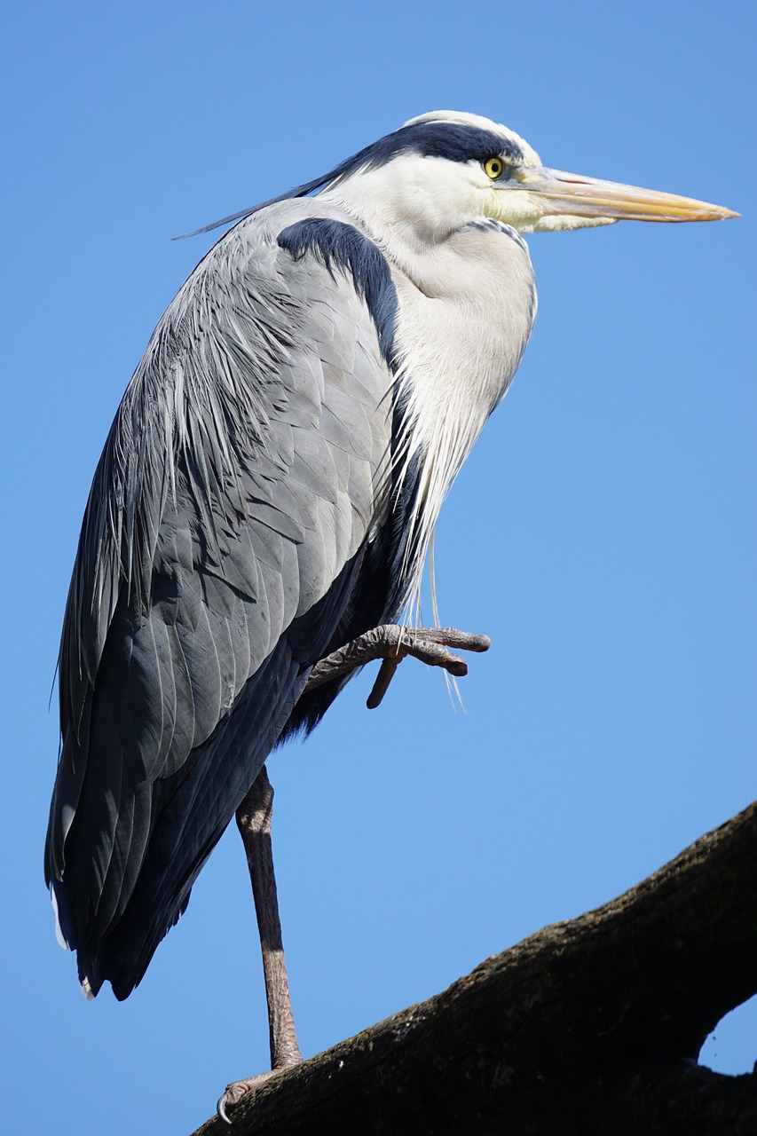 Pilka Giraitė, Heronas, Rytas, Vanduo, Gyvūnų Pasaulis, Medžiotojas, Ardea Cinerea, Nemokamos Nuotraukos,  Nemokama Licenzija