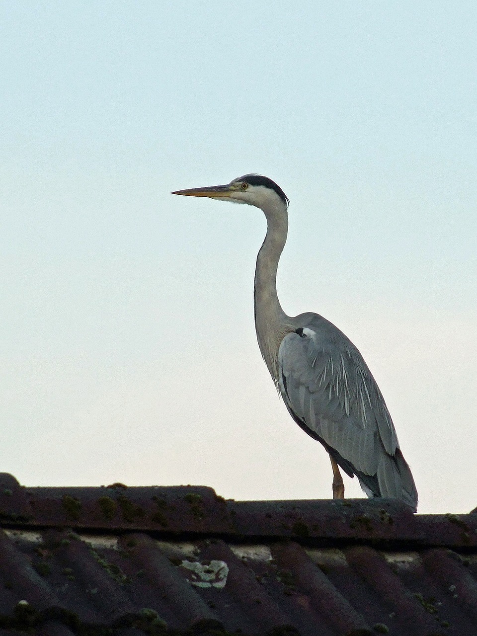 Pilka Giraitė, Ardea Cinerea, Heronas, Paukštis, Rytas, Gyvūnas, Nemokamos Nuotraukos,  Nemokama Licenzija