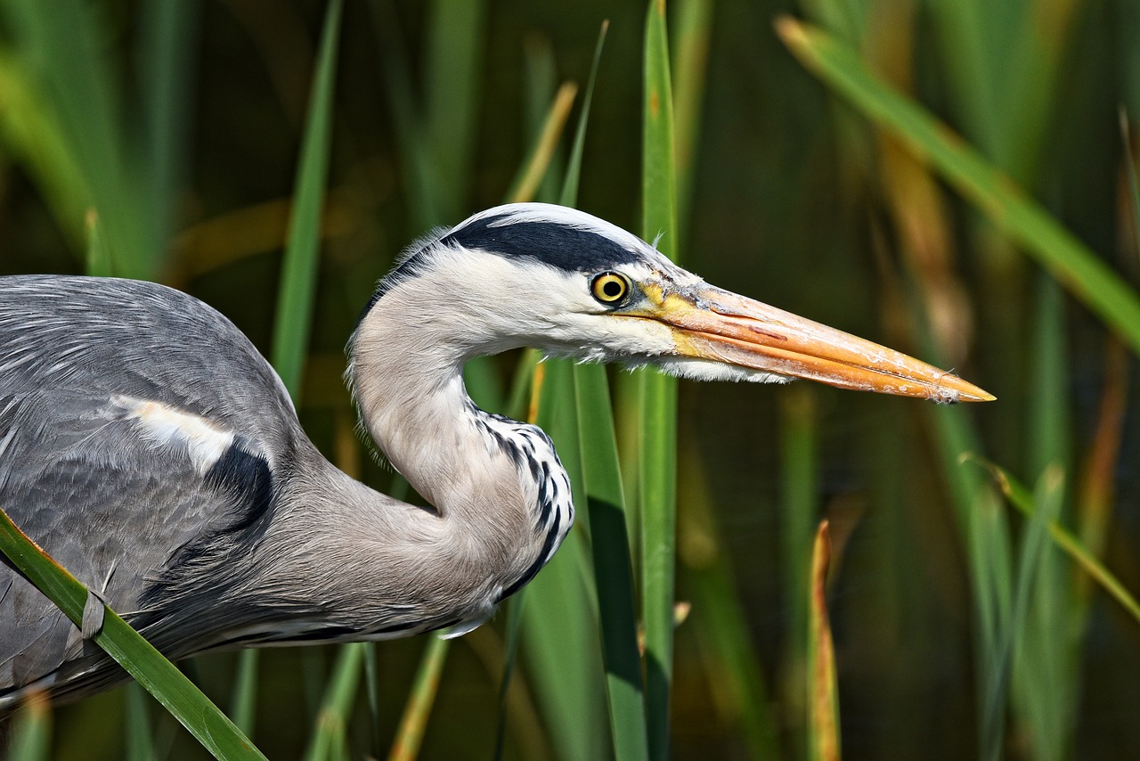 Pilkųjų Garnių,  Heron,  Balinė Paukštis,  Paukštis,  Predator,  Plėšrusis Paukštis,  Gyvūnas,  Plunksnos,  Snapas,  Akių