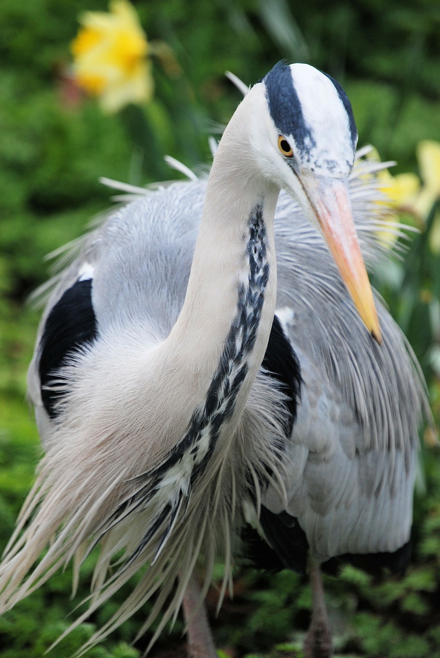 Pilka Giraitė, Grakštus, Ardea Cinerea, Iš Arti, Paukštis, Skristi, Sparnai, Plunksna, Laukinė Gamta, Snapas