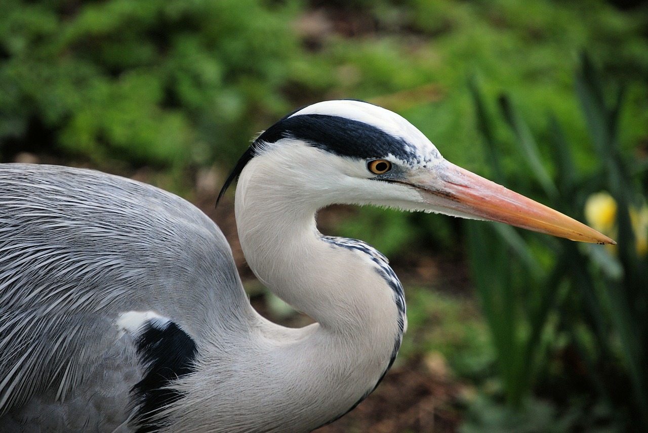 Pilka Giraitė, Grakštus, Ardea Cinerea, Iš Arti, Paukštis, Skristi, Sparnai, Plunksna, Laukinė Gamta, Snapas