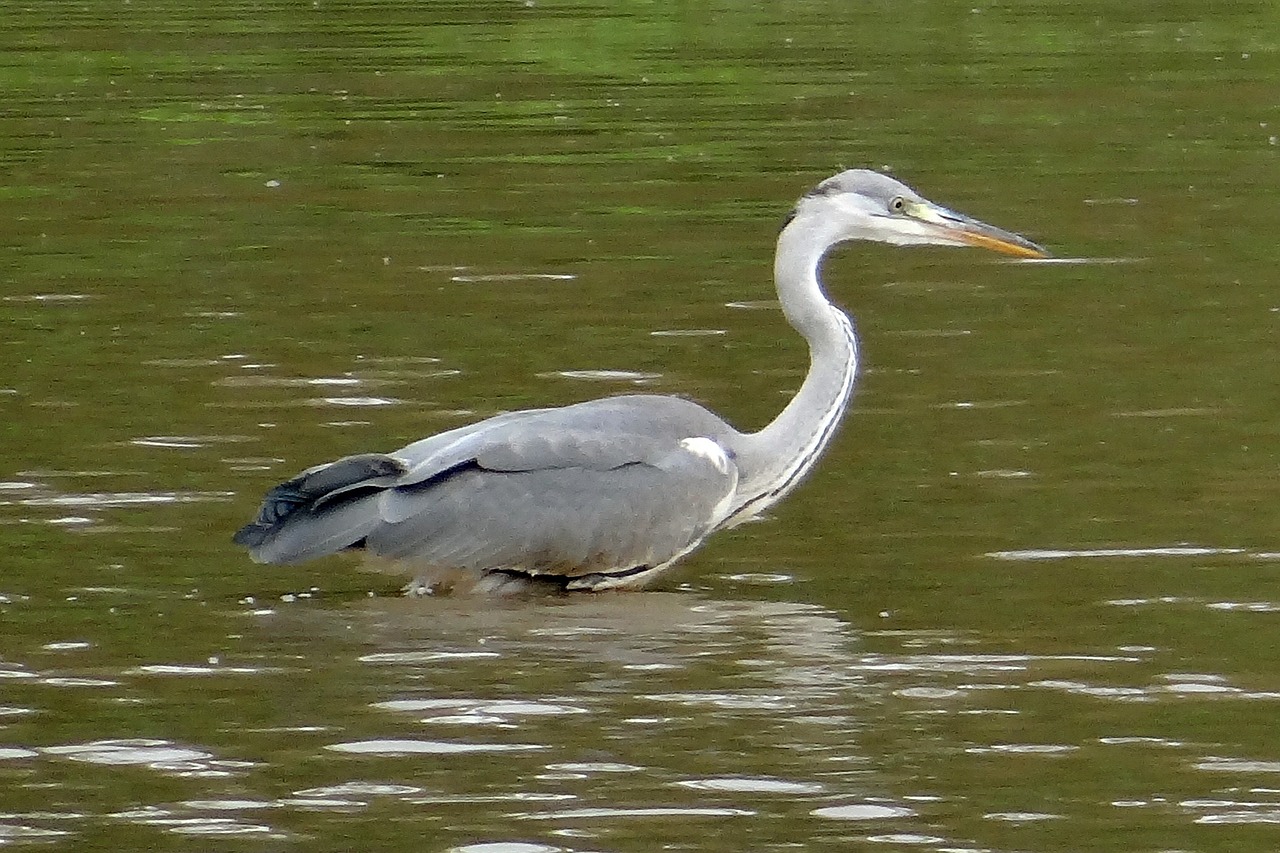 Pilka Giraitė, Ardea Cinerea, Heronas, Wader, Paukštis, Ardeidae, Karnataka, Indija, Nemokamos Nuotraukos,  Nemokama Licenzija