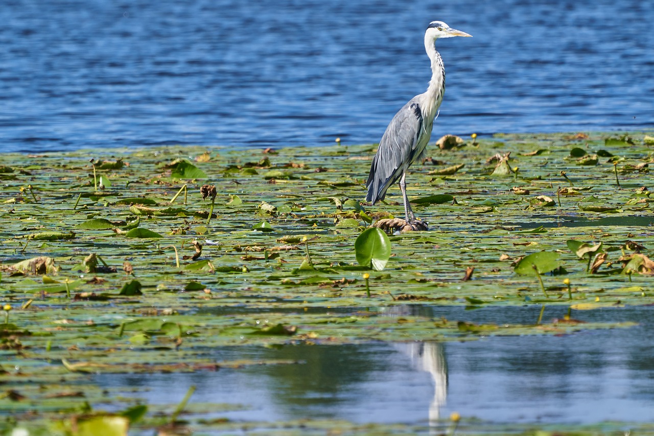 Pilkųjų Garnių,  Vandens,  Heron,  Paukštis,  Plunksnos,  Tvenkinys,  Vanduo Paukštis,  Upė,  Bill,  Ežeras