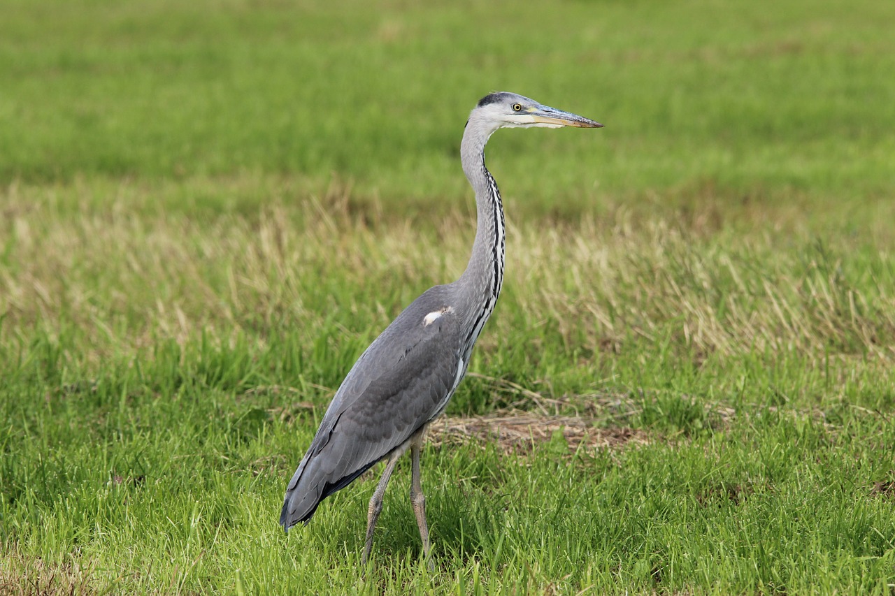 Pilka Giraitė, Ardea Cinerea, Heronas, Paukštis, Rytas, Gyvūnas, Pilka, Nemokamos Nuotraukos,  Nemokama Licenzija