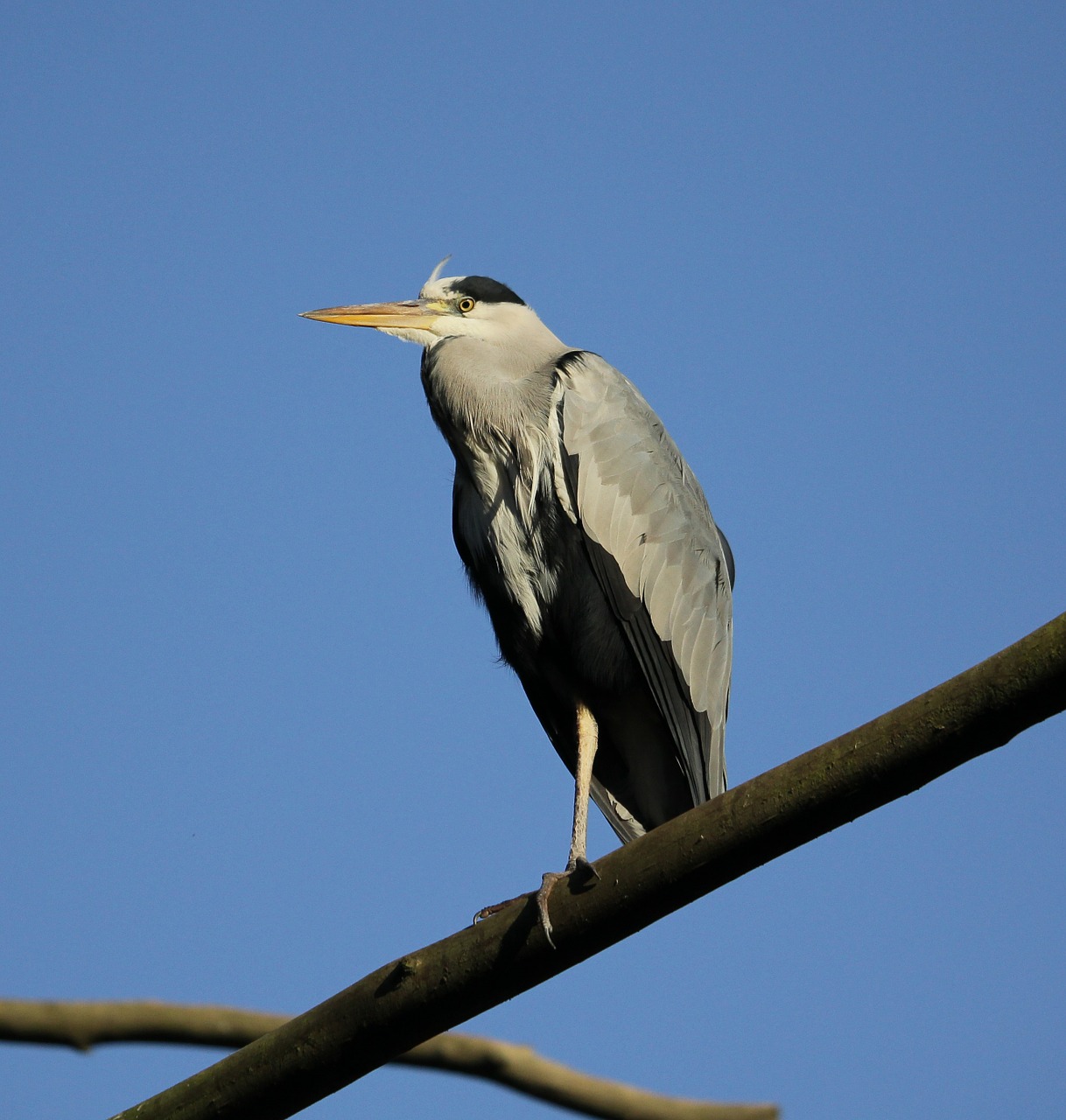 Pilka Giraitė, Ardea Cinerea, Heronas, Paukštis, Gyvūnas, Pilka, Vanduo, Rytas, Nemokamos Nuotraukos,  Nemokama Licenzija