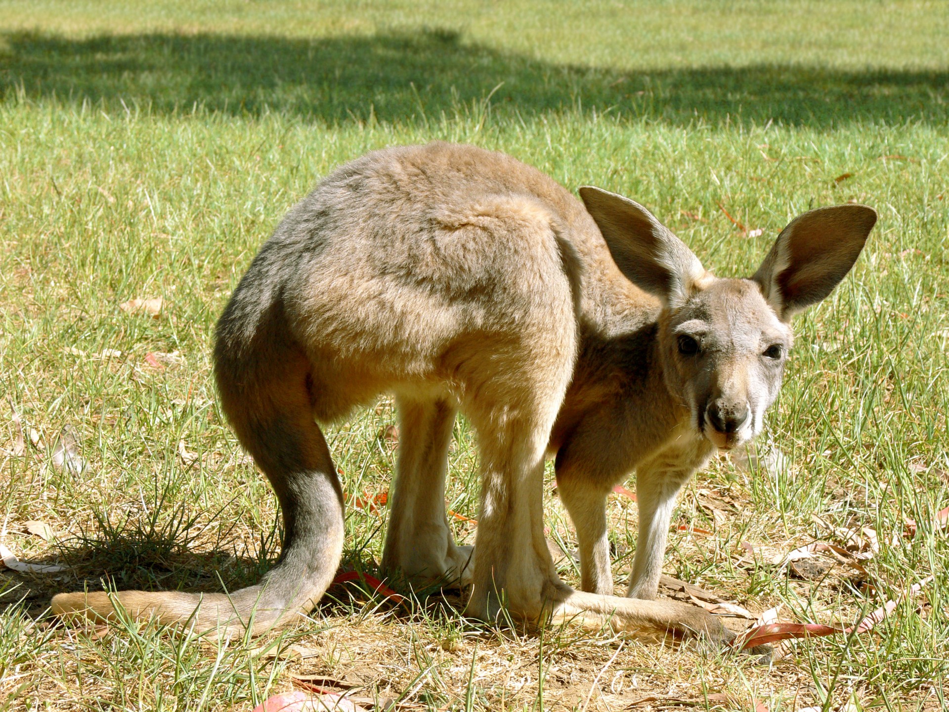 Kengūra,  Joey,  Marsupial,  Australia,  Laukinė Gamta,  Pilka Kangaroo Joey, Nemokamos Nuotraukos,  Nemokama Licenzija