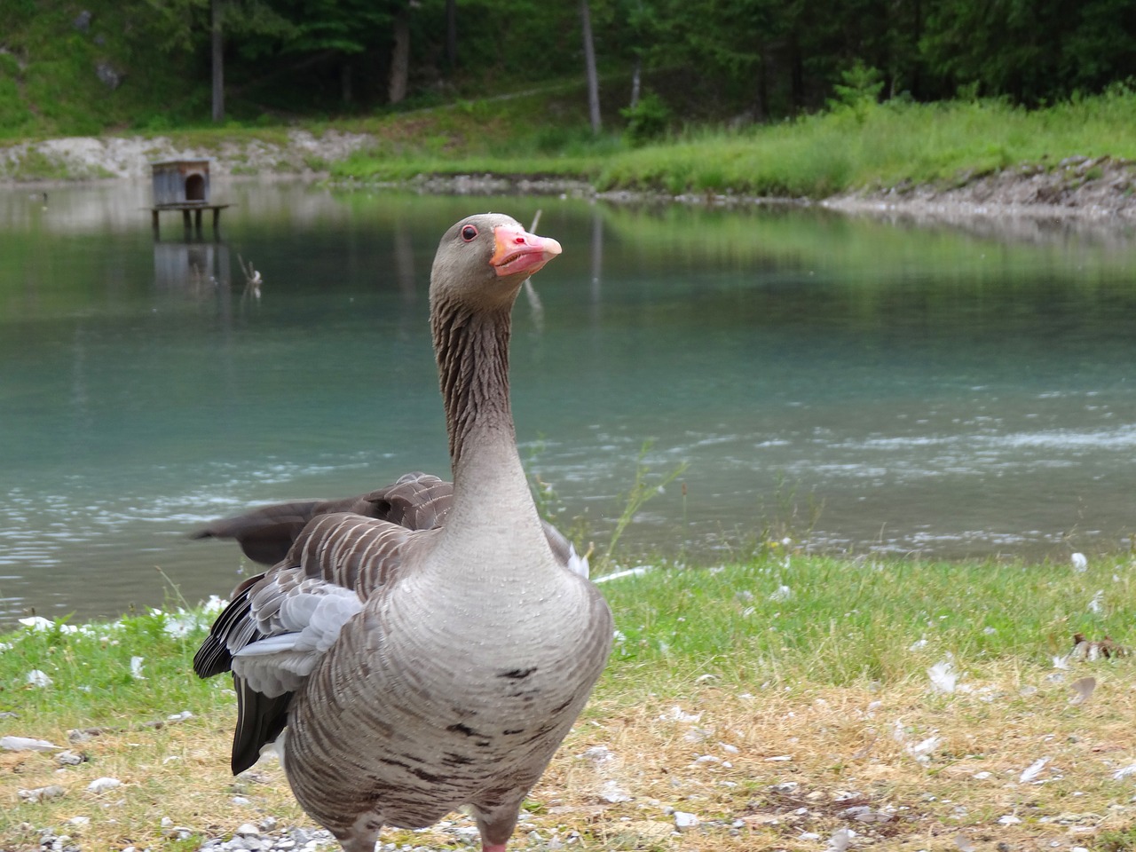 Žirniai, Žąsis, Ežeras, Plunksna, Gyvūnas, Paukštis, Vandens Paukštis, Naminiai Paukščiai, Plaukti, Laukinės Gamtos Fotografija