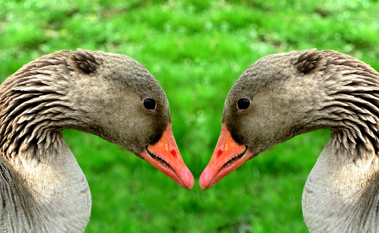 Žirniai, Naminiai Paukščiai, Gyvūnas, Paukštis, Vandens Paukštis, Sąskaitą, Žąsis, Schwimmvogel, Galva, Gyvūnų Pasaulis