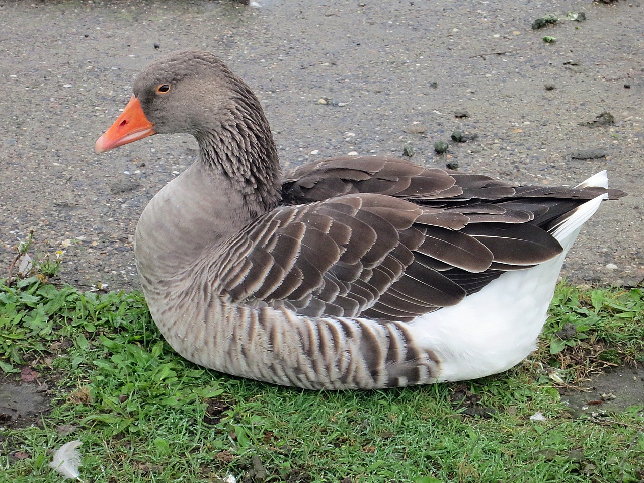 Žirniai, Paukštis, Vandens Paukštis, Naminiai Paukščiai, Žąsis, Gyvūnų Pasaulis, Laukiniai Žąsys, Gandras, Schwimmvogel, Nemokamos Nuotraukos