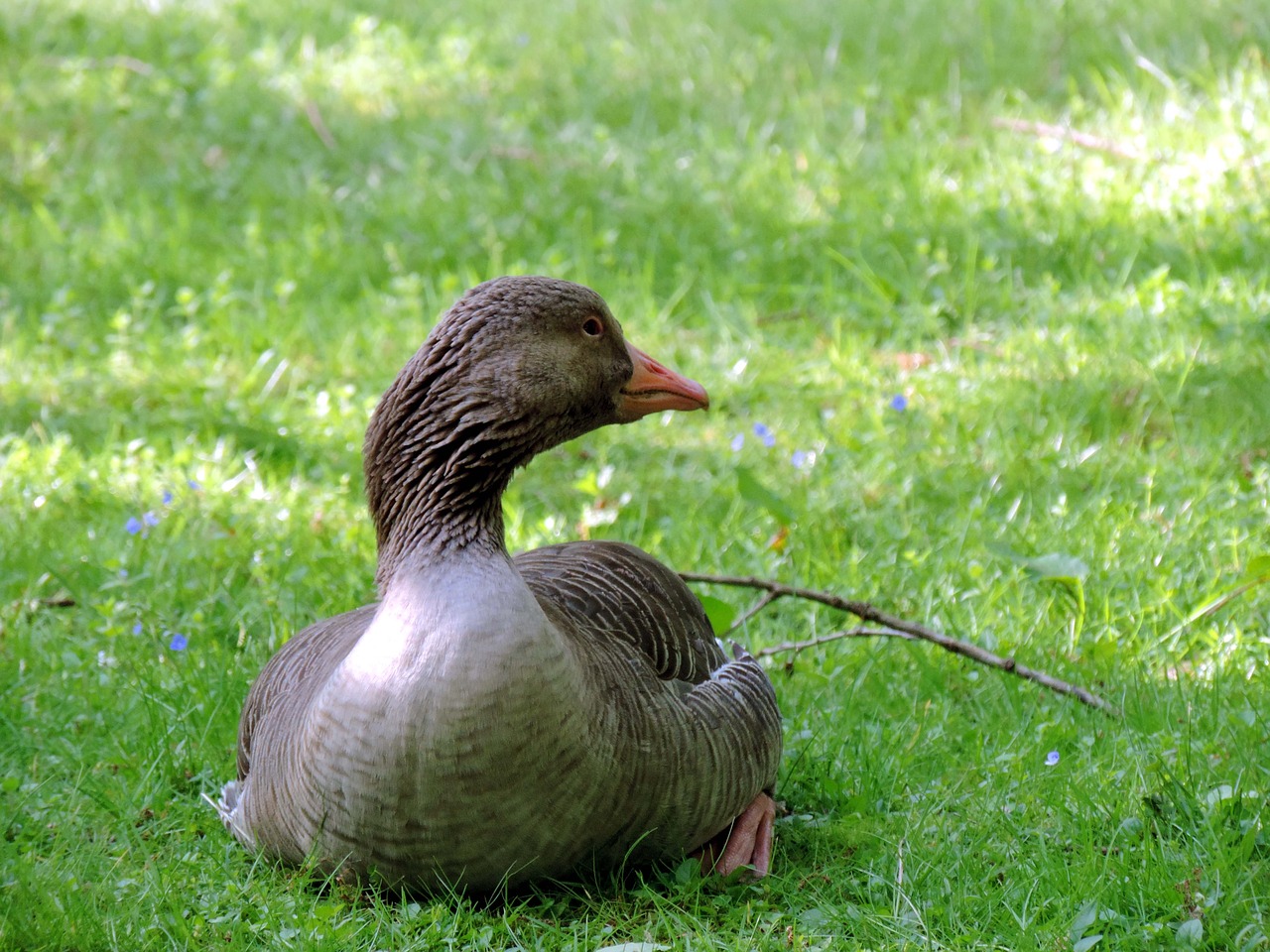 Žirniai, Melas, Pieva, Ančių Paukštis, Gamta, Gyvūnas, Vandens Paukštis, Dėmesio, Taikus, Uždaryti