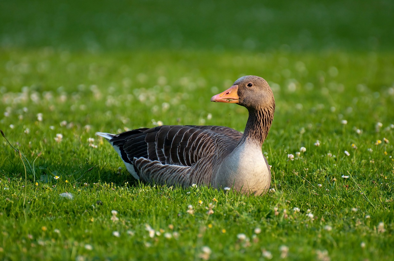 Žirniai, Žąsis, Anser Anser, Laukiniai Žąsys, Anser, Ančių Paukštis, Anatidae, Antis, Žolė, Pavasaris