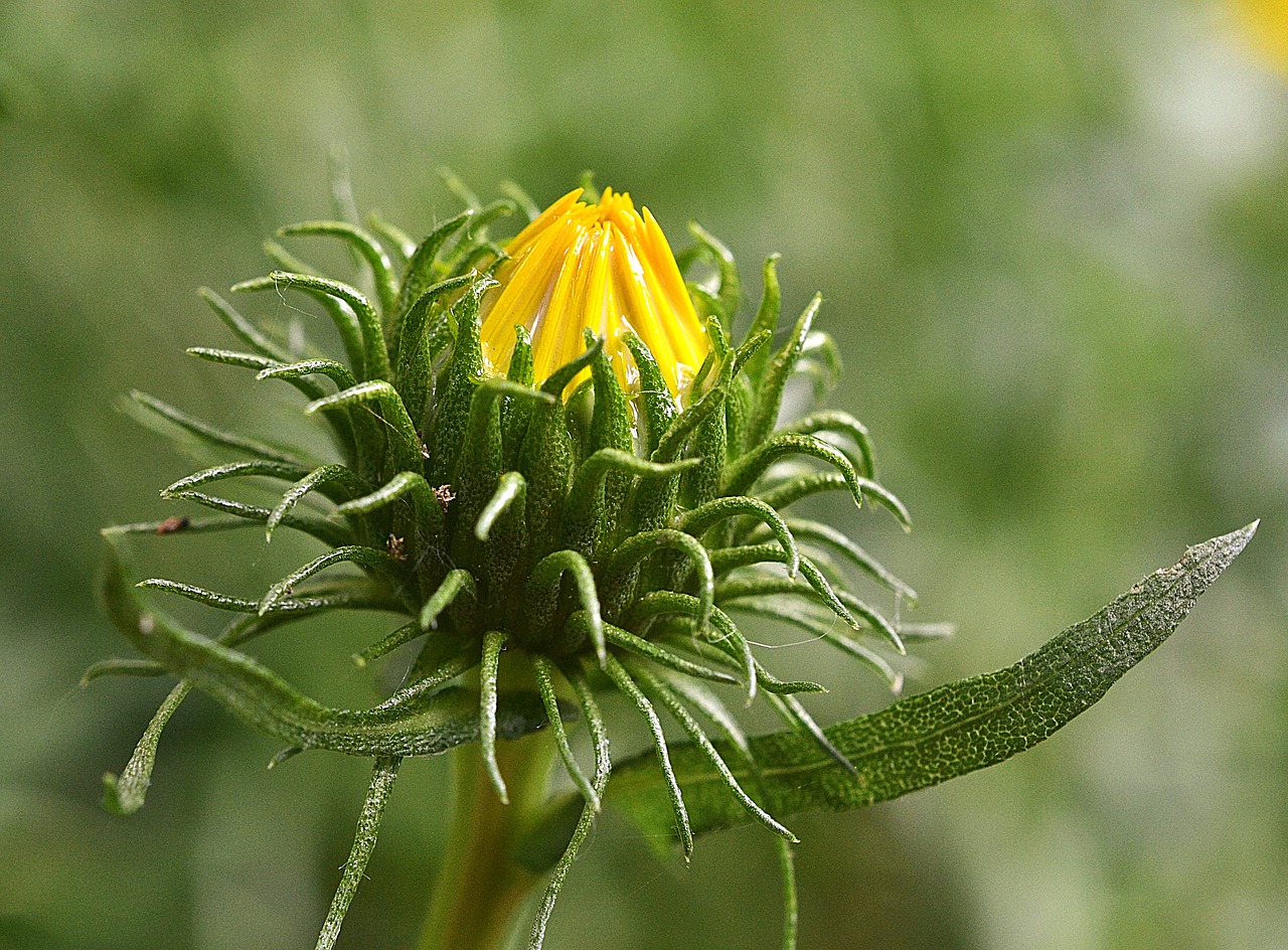 Grindelia Robusta, Gumos Žolė, Budas, Grindelia, Asteraceae, Kompozitai, Žiedas, Žydėti, Vasara, Geltona