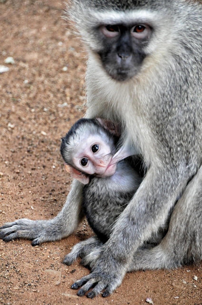 Grive Beždžionė, Pietų Afrika, Kruger Parkas, Kišenė, Motina, Maitinimas Krūtimi, Kūdikis, Gyvūnas, Nemokamos Nuotraukos,  Nemokama Licenzija