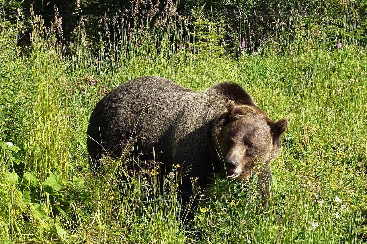 Grizzly, Turėti, Gyvūnas, Laukinė Gamta, Pavojingas, Nemokamos Nuotraukos,  Nemokama Licenzija