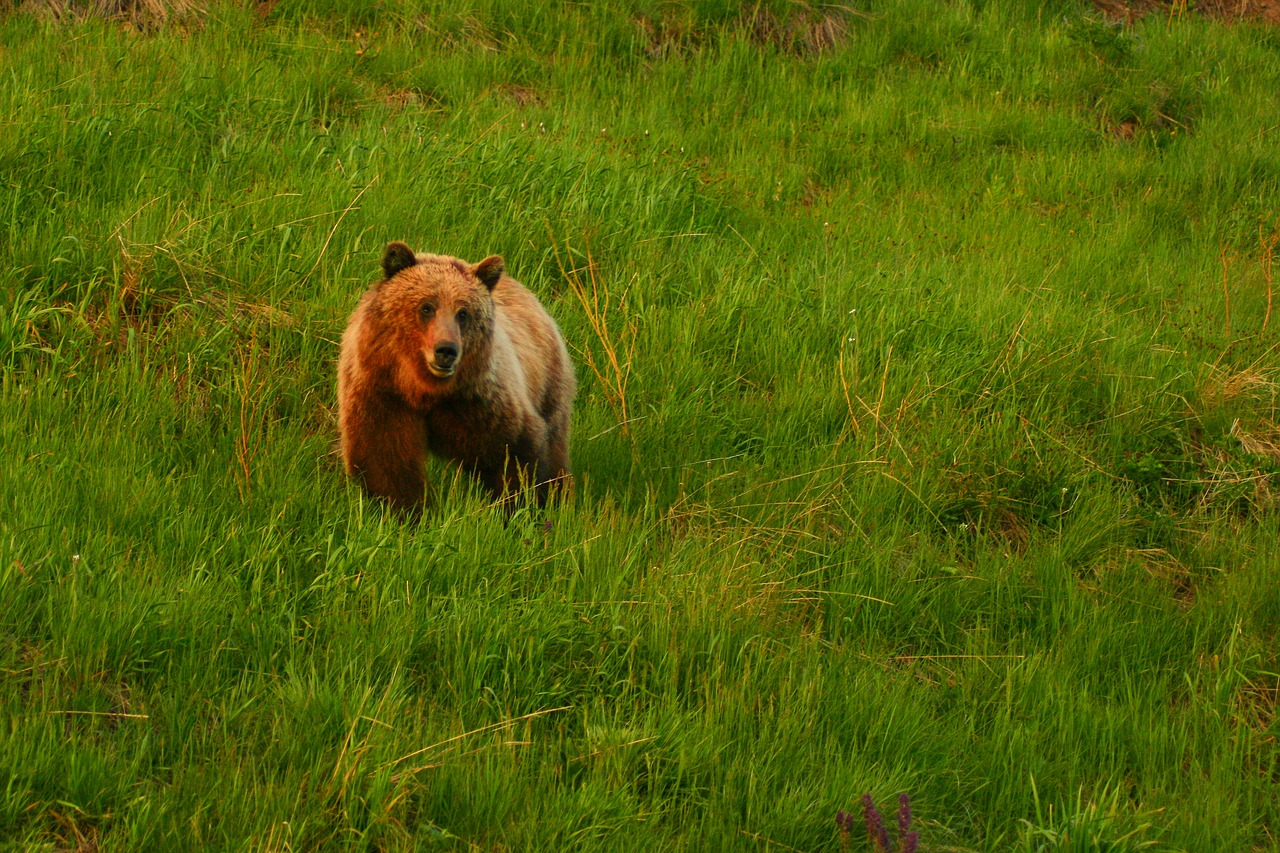 Grizzly, Grizzly Bear, Turėti, Nemokamos Nuotraukos,  Nemokama Licenzija